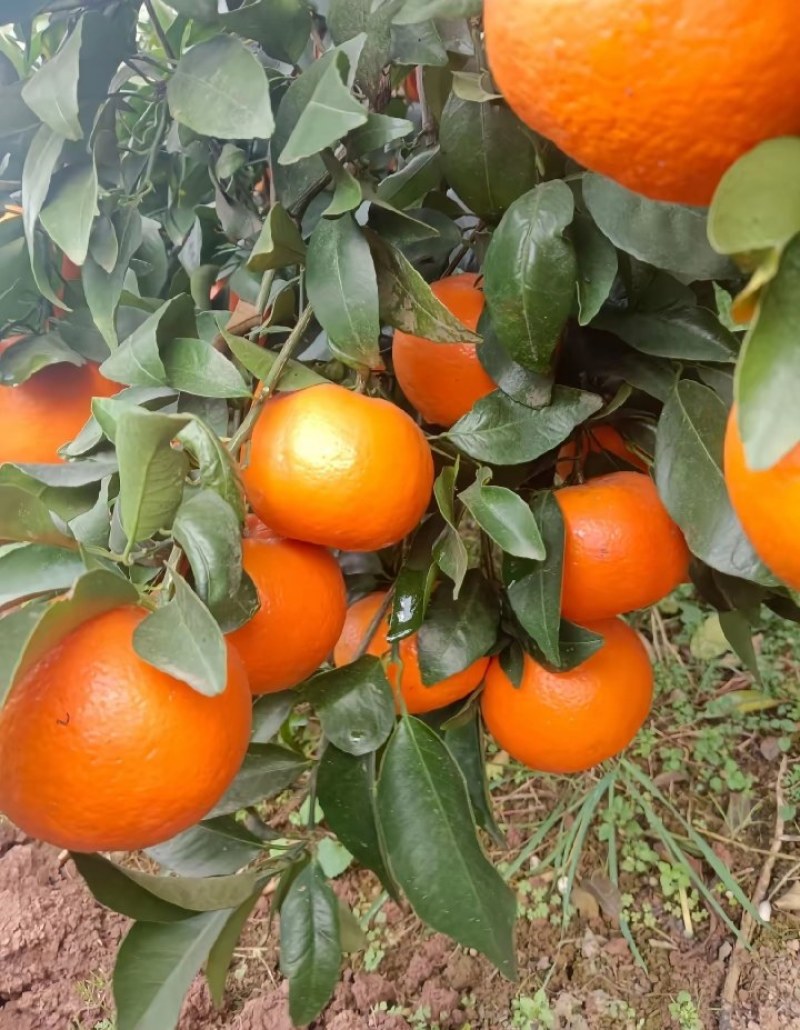 沃柑
