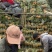香水菠萝
