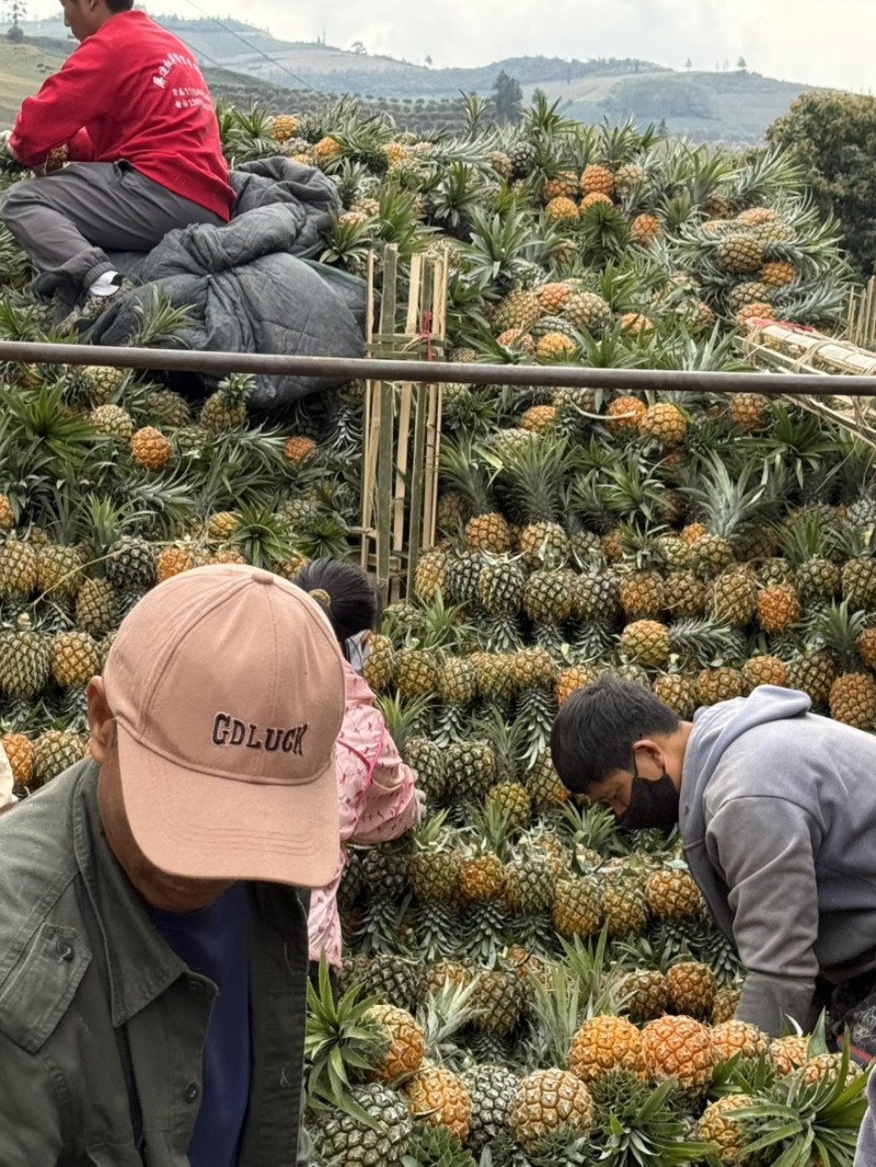 香水菠萝