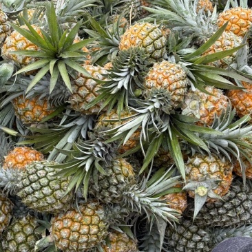 香水菠萝