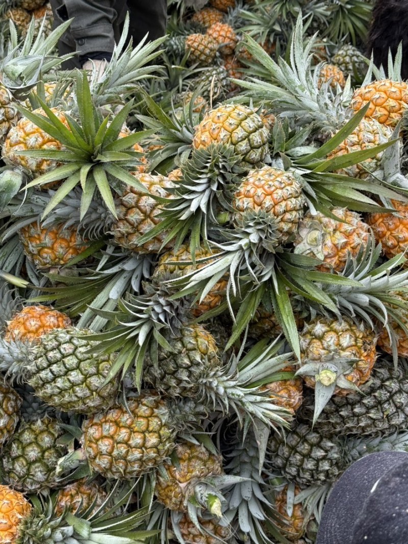 香水菠萝