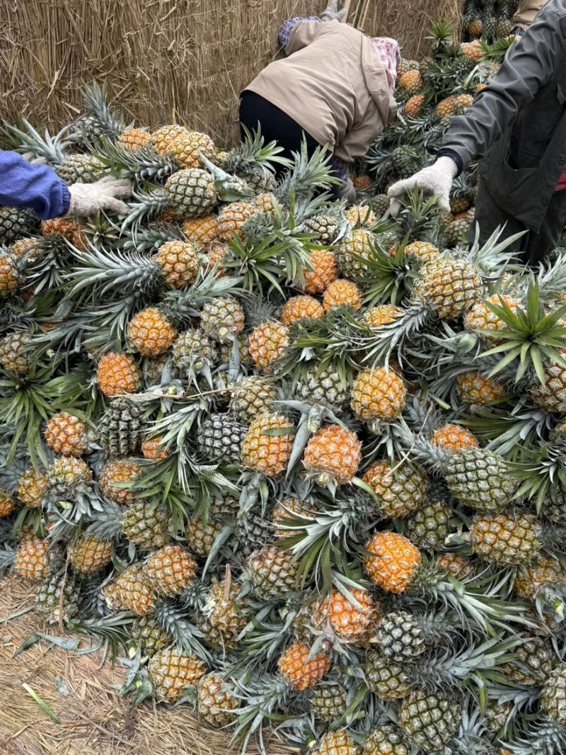 香水菠萝