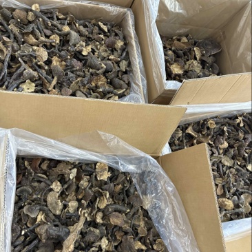 灵芝野生基地直供品质优现摘现发可视频看货欢迎咨询来电