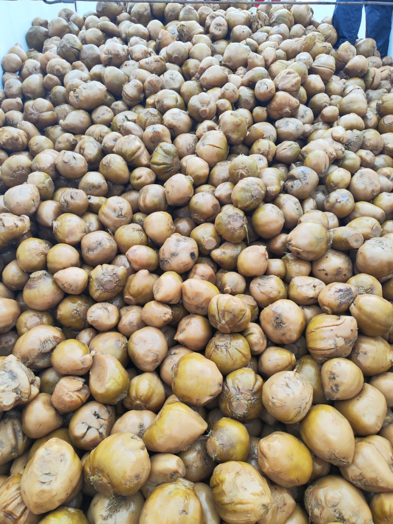 俩千万斤高盐度芥菜疙瘩成本价出售