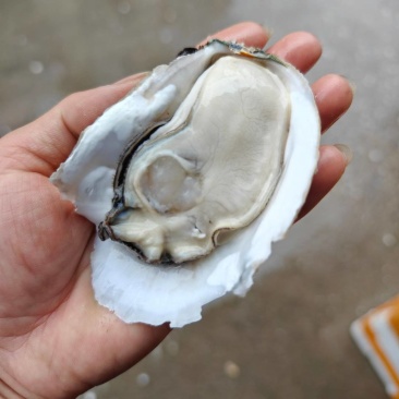 生蚝批发