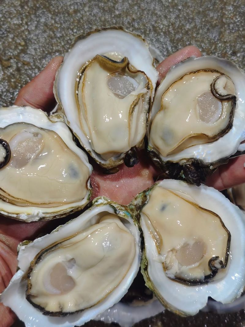 生蚝批发