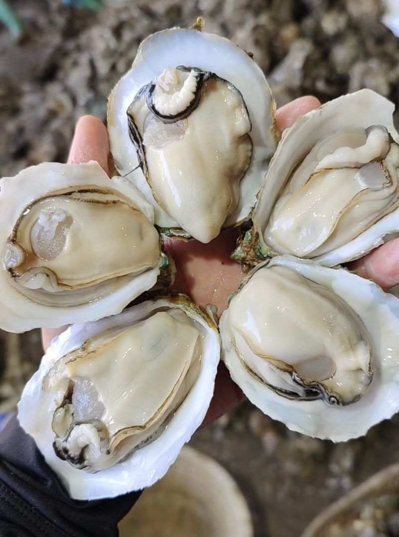生蚝批发