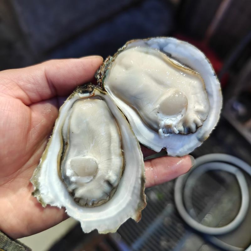 生蚝批发
