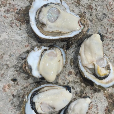 生蚝批发
