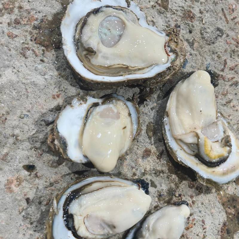生蚝批发