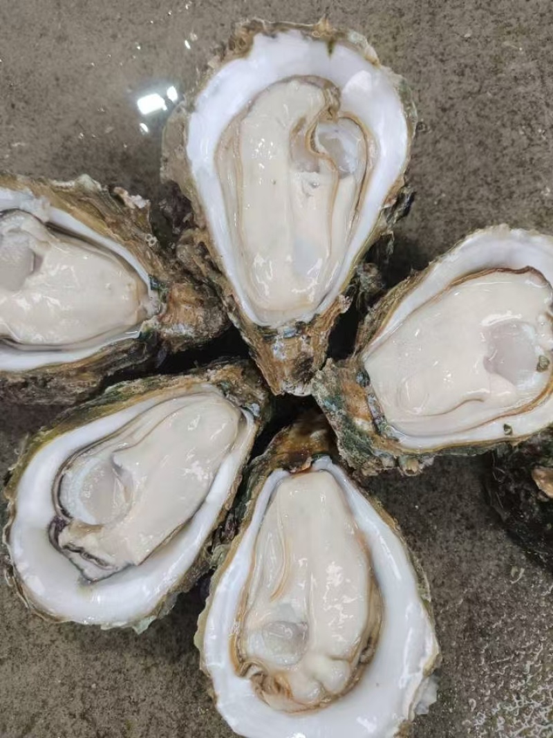 生蚝批发