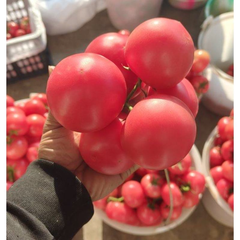 硬粉串果