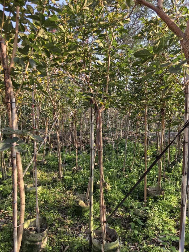黄花风铃木3分分