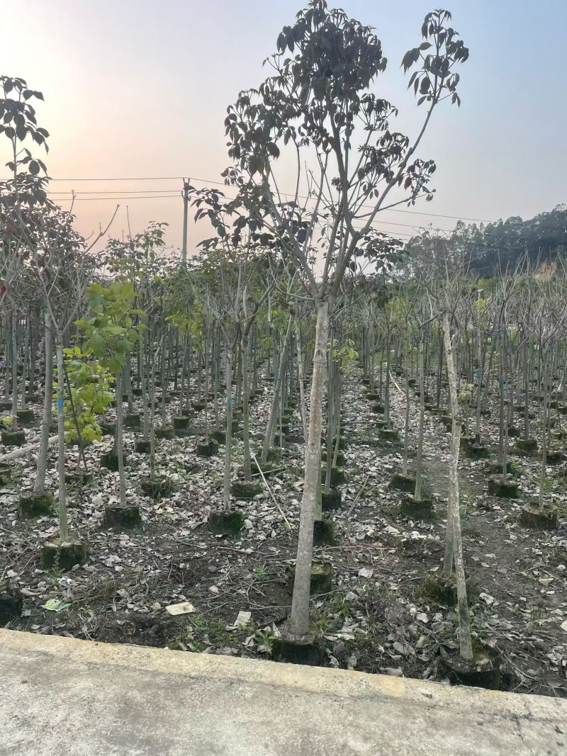 紫花风铃木3-5公分