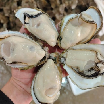 生蚝批发