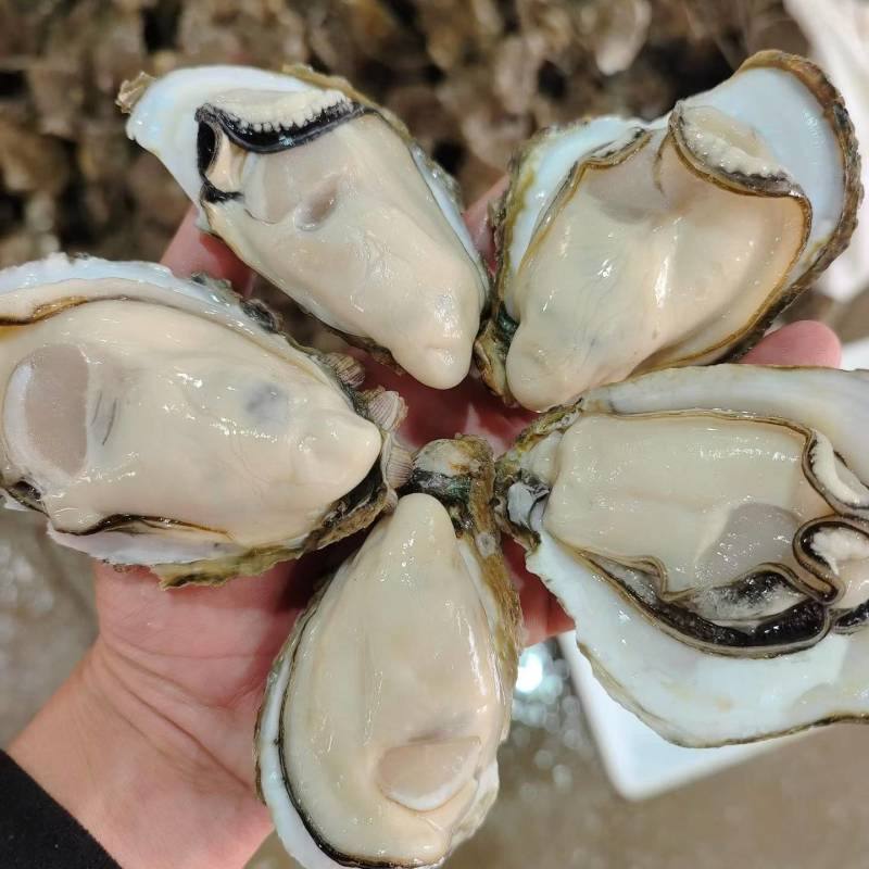 生蚝批发