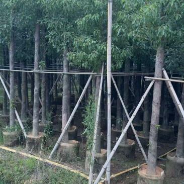 樟树3-12分大量现货