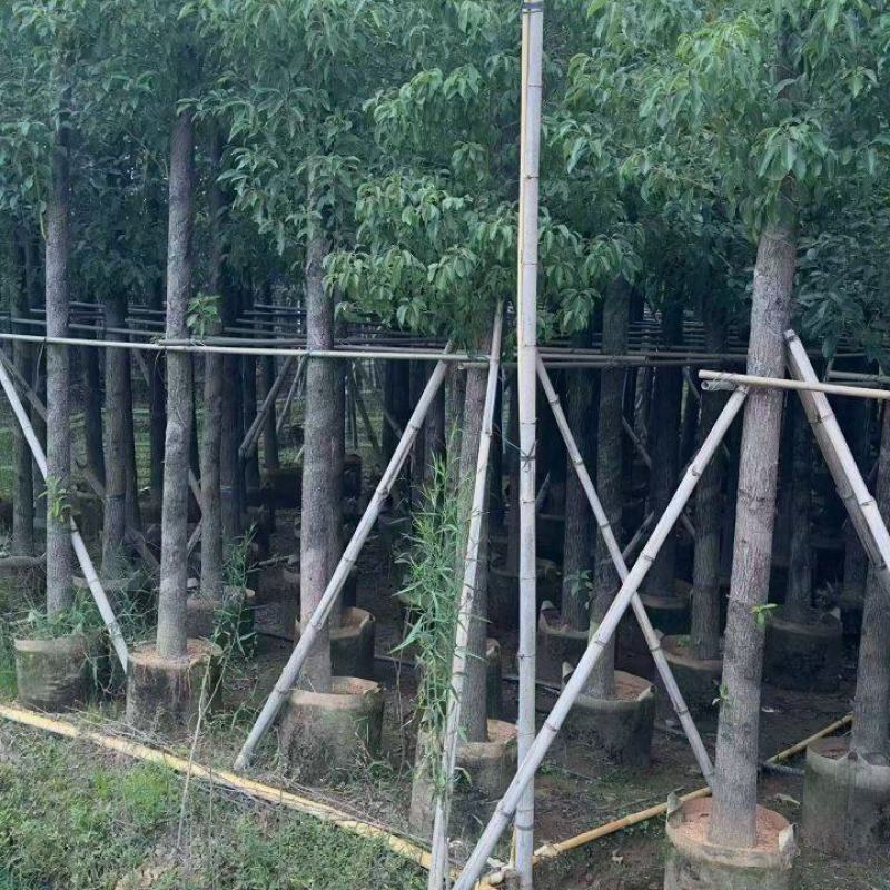 樟树3-12分大量现货
