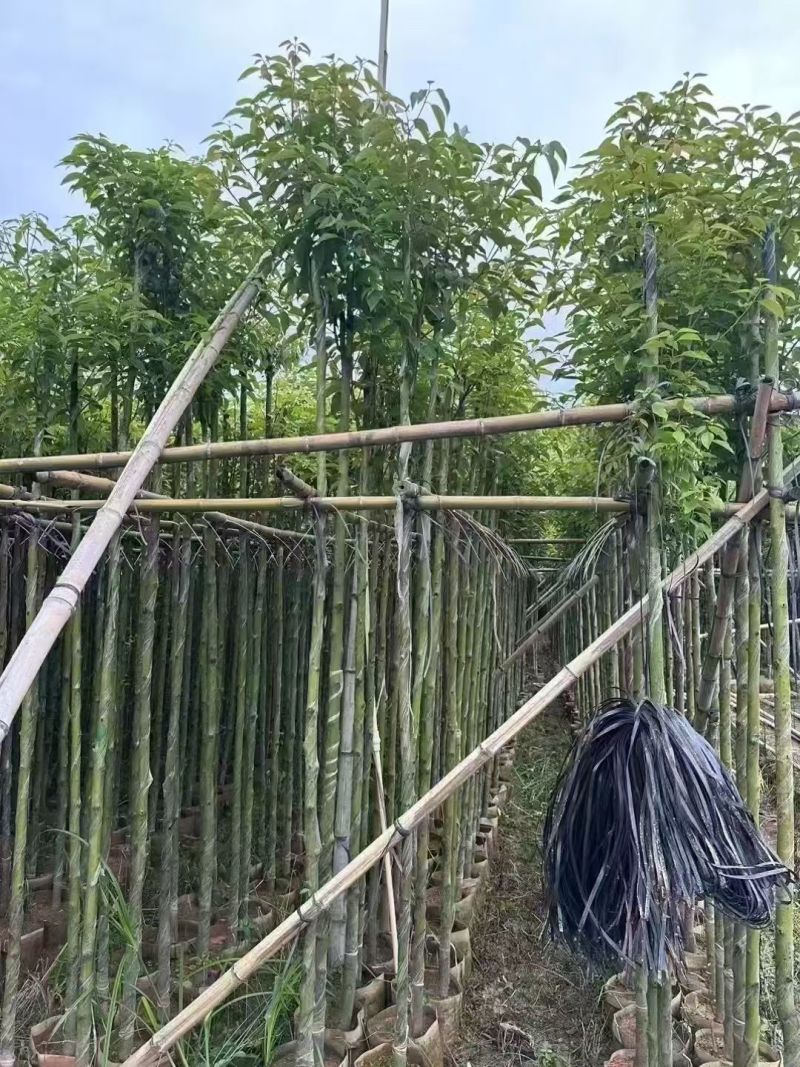樟树3-12分大量现货