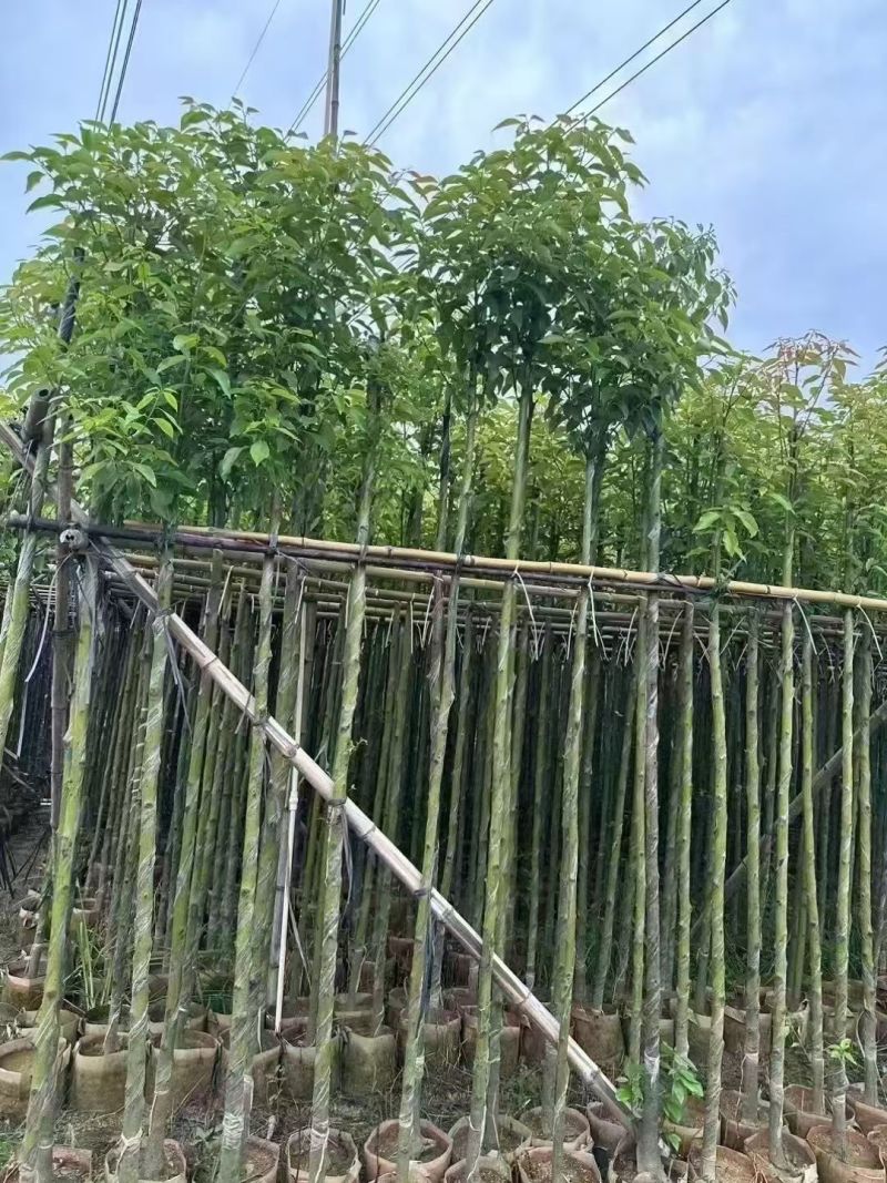 樟树3-12分大量现货