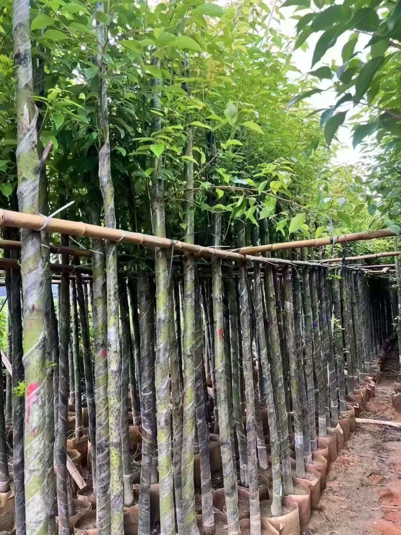 樟树3-12分大量现货