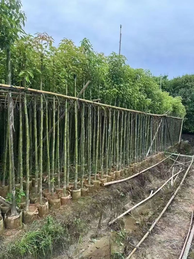 樟树3-12分大量现货