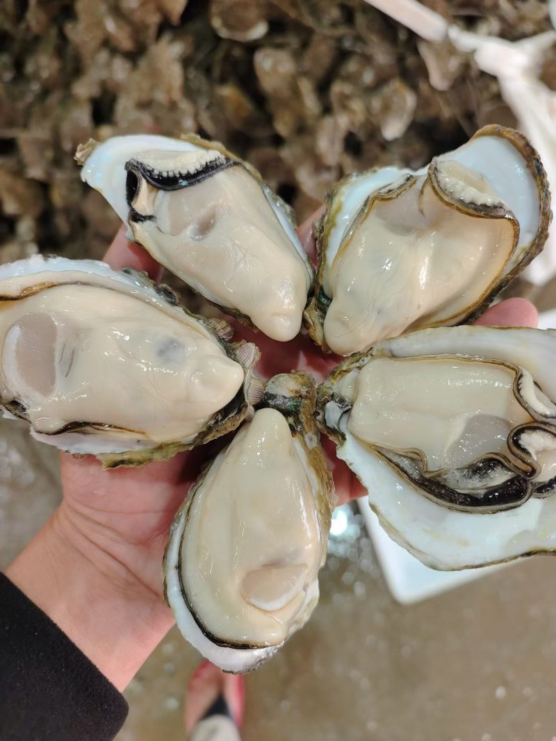 生蚝批发