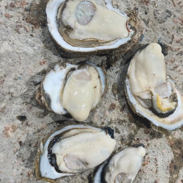 生蚝批发