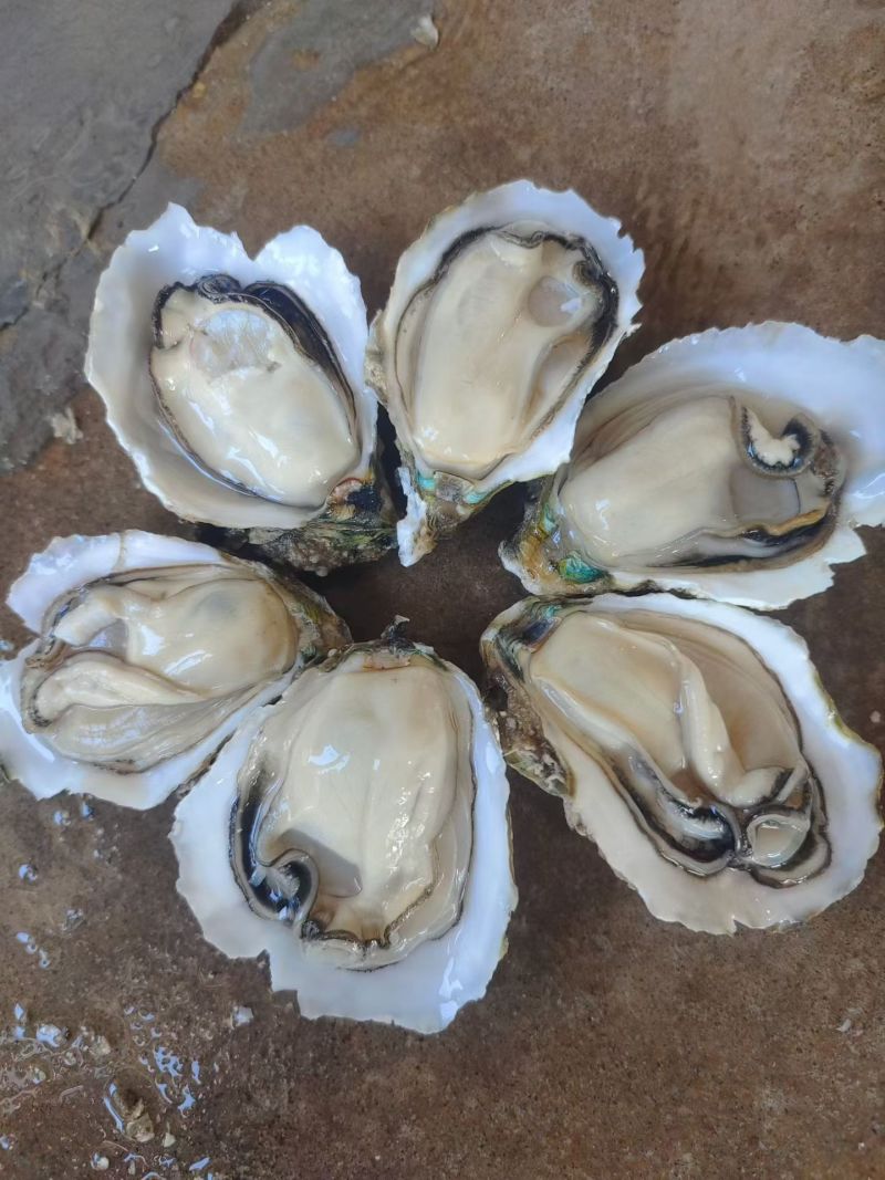 生蚝批发