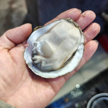 生蚝批发