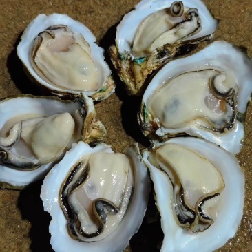 生蚝批发