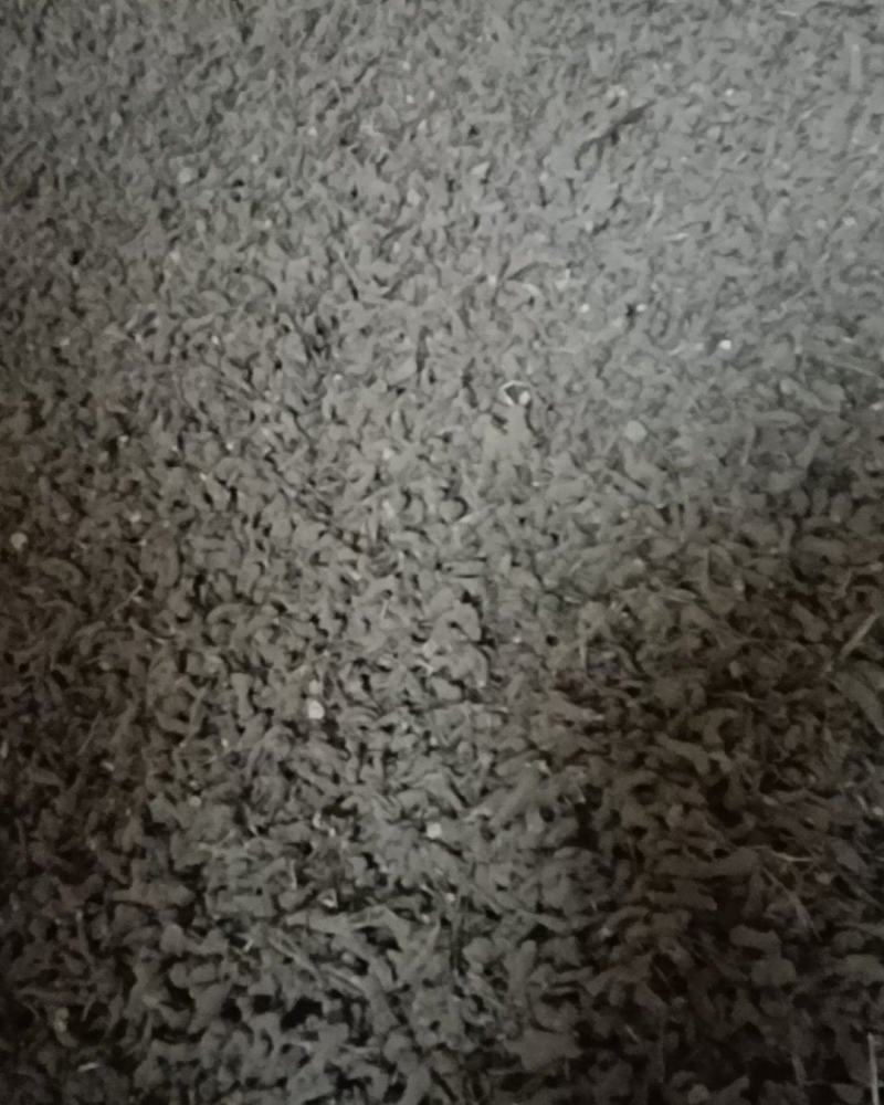 安徽一年生白术干统货