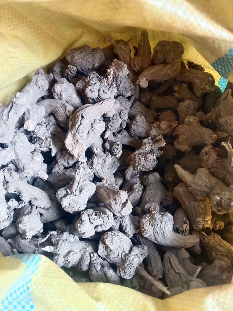 安徽一年生白术干统货