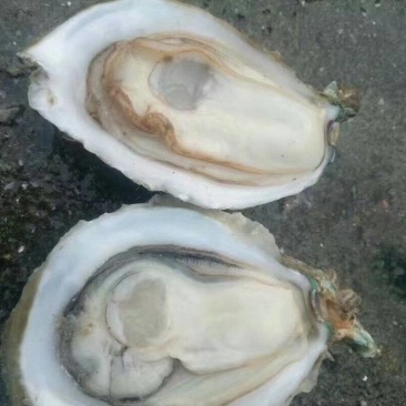 生蚝批发