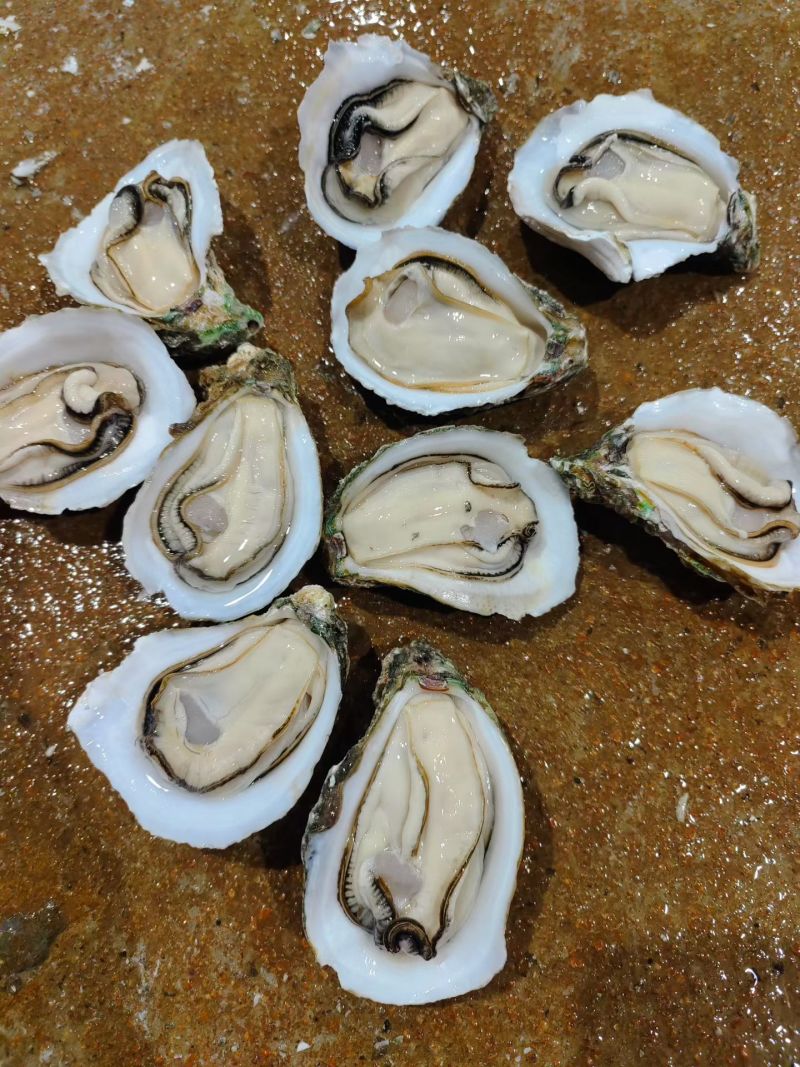生蚝批发