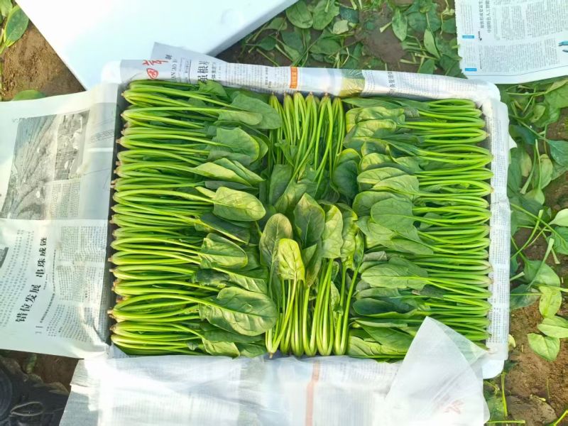 精品小叶菠菜货源充足服务周到欢迎来电洽谈合作