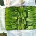 精品小叶菠菜货源充足服务周到欢迎来电洽谈合作