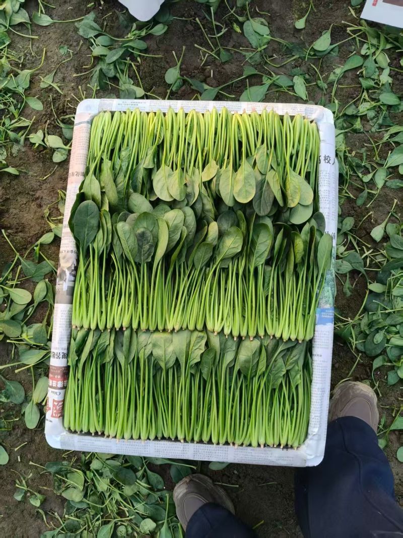 精品小叶菠菜货源充足服务周到欢迎来电洽谈合作