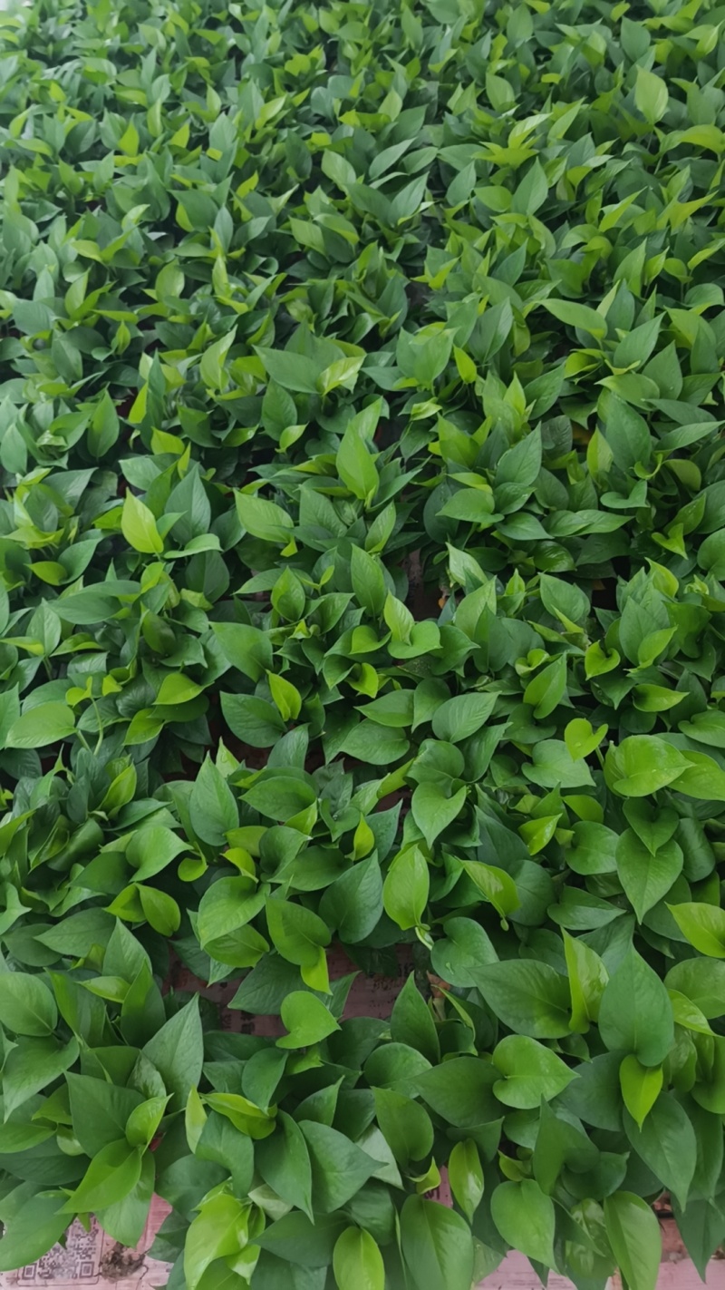 160高红盆