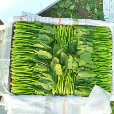 精品小叶菠菜货源充足服务周到欢迎来电洽谈合作