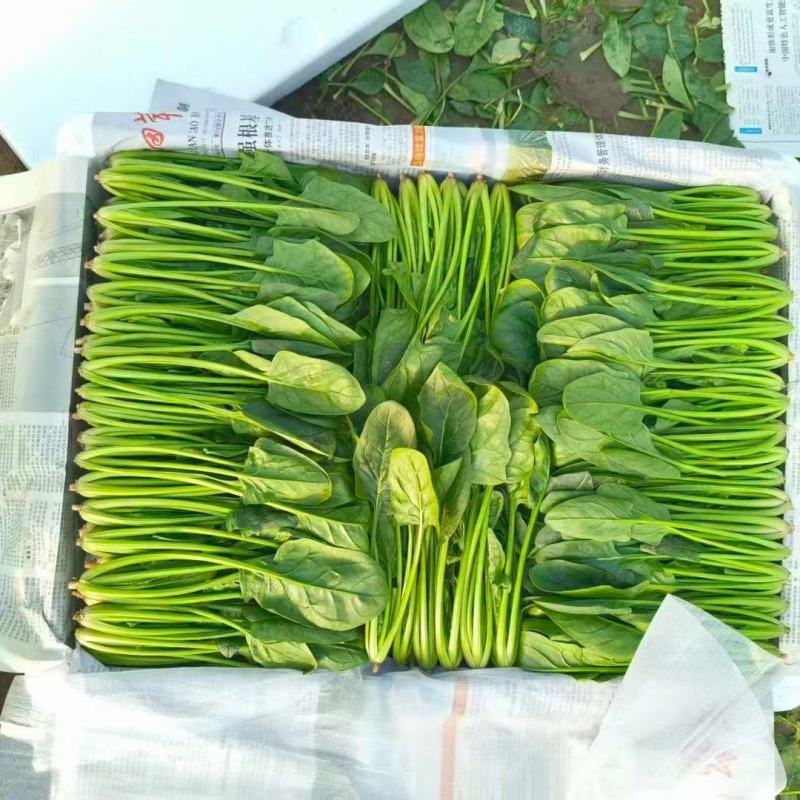 精品小叶菠菜货源充足服务周到欢迎来电洽谈合作