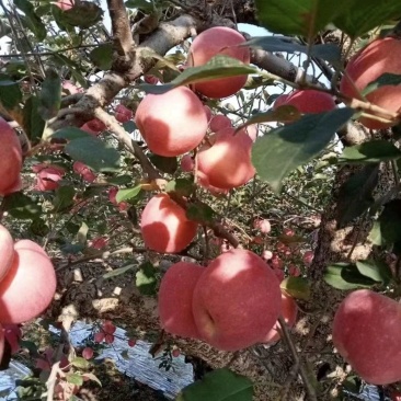 苹果红富士苹果山东苹果大量供应脆甜多汁全国发货