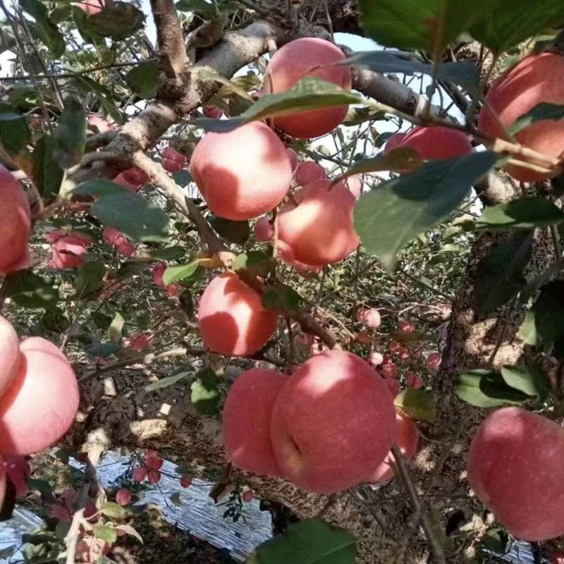 苹果红富士苹果山东苹果大量供应脆甜多汁全国发货