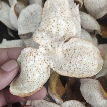 正宗新会自家种植陈皮