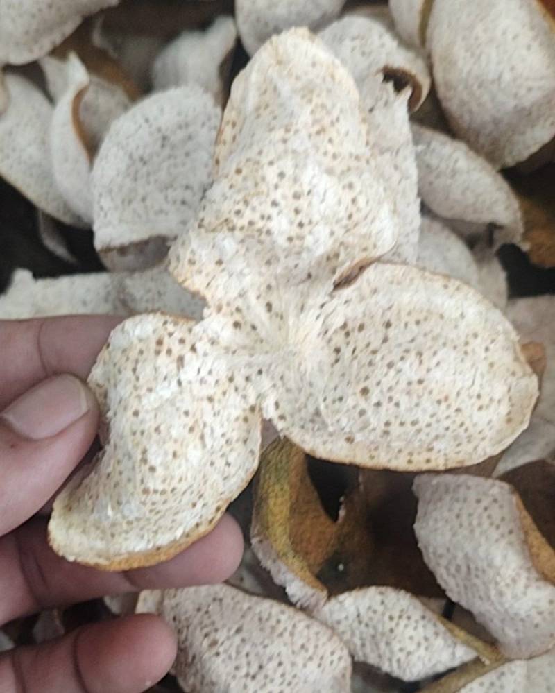 正宗新会自家种植陈皮