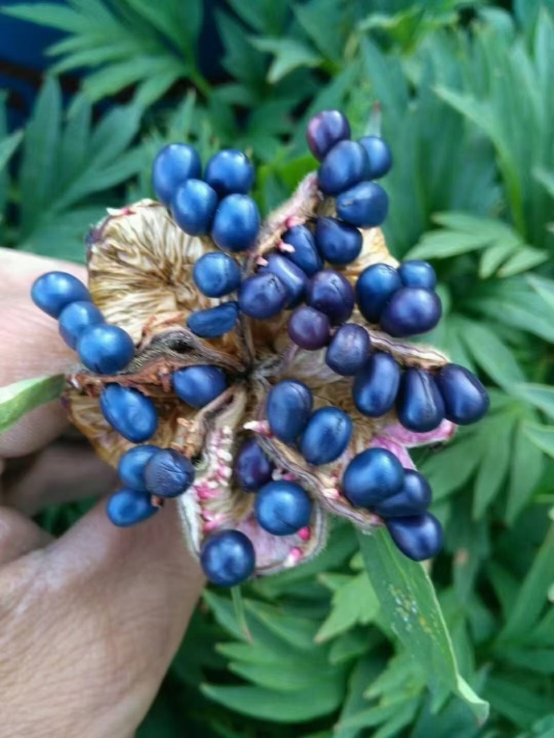 赤芍籽