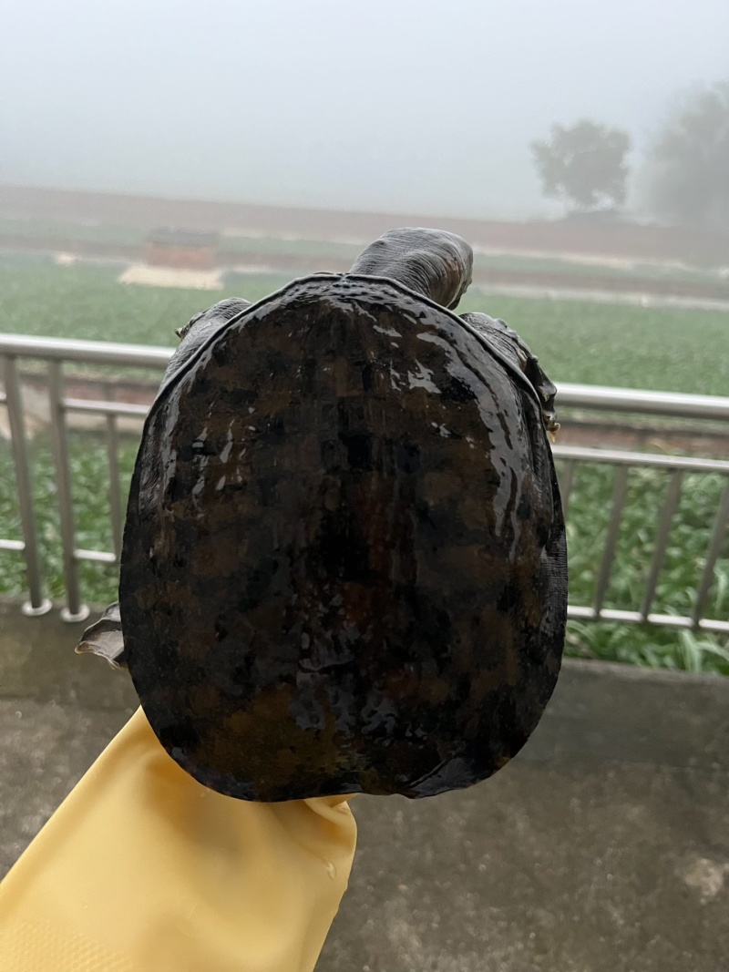 生态大黑花甲鱼长期供货，量大从优，可以视频看货