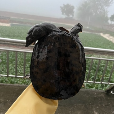 生态大黑花甲鱼长期供货，量大从优，可以视频看货