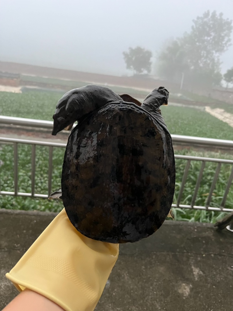 生态大黑花甲鱼长期供货，量大从优，可以视频看货