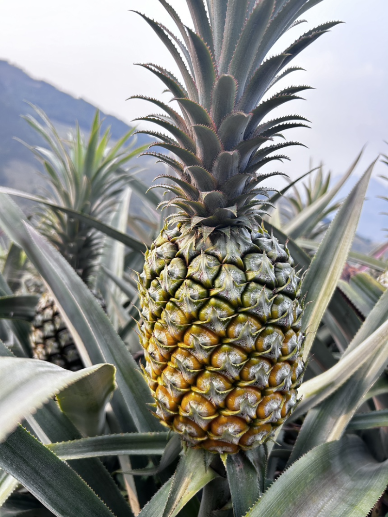 【香水菠萝】云南菠萝/小菠萝/批发～电商～团购/全国发货